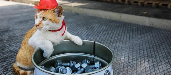 一只猫比普京率先通过刻赤海峡大桥大桥 - 俄罗斯卫星通讯社