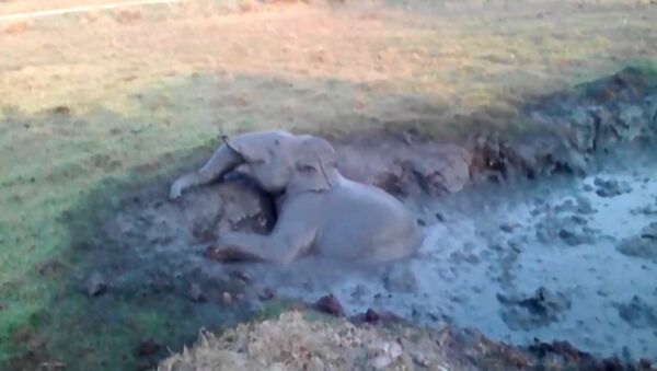 印度一村庄用挖掘机营救小象 - 俄罗斯卫星通讯社