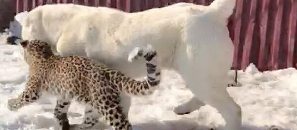 愛和貓科動物交朋友的狗:俄遠東牧羊犬收養小豹子 愛和貓科動物交朋友的狗:俄遠東牧羊犬收養小豹子 - 俄羅斯衛星通訊社