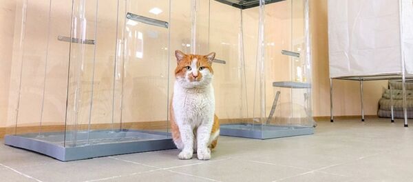 克里米亞大橋監工小貓又有新工作：監督大橋投票站準備情況 - 俄羅斯衛星通訊社