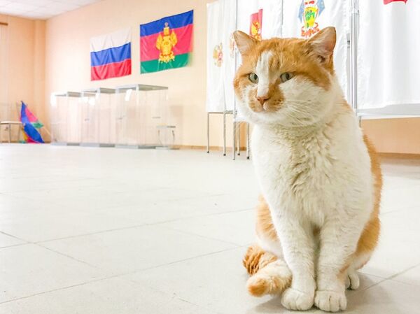 克里米亚大桥监工小猫又有新工作：监督大桥投票站准备情况 - 俄罗斯卫星通讯社