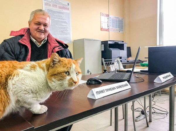 克里米亚大桥监工小猫又有新工作：监督大桥投票站准备情况 - 俄罗斯卫星通讯社