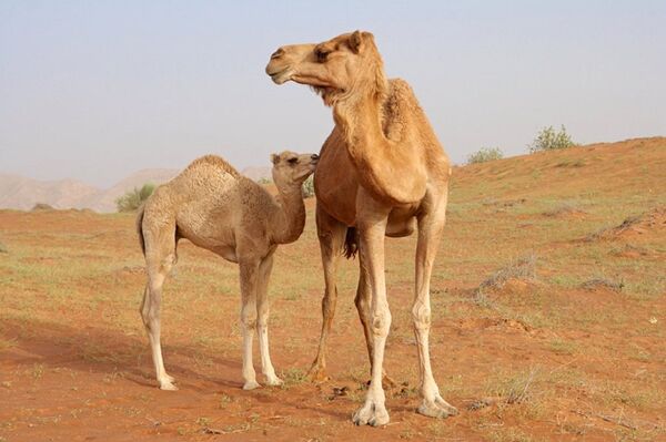 駱駝 - 俄羅斯衛星通訊社