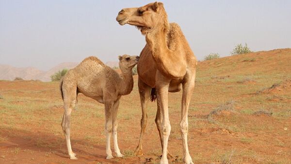 骆驼 - 俄罗斯卫星通讯社