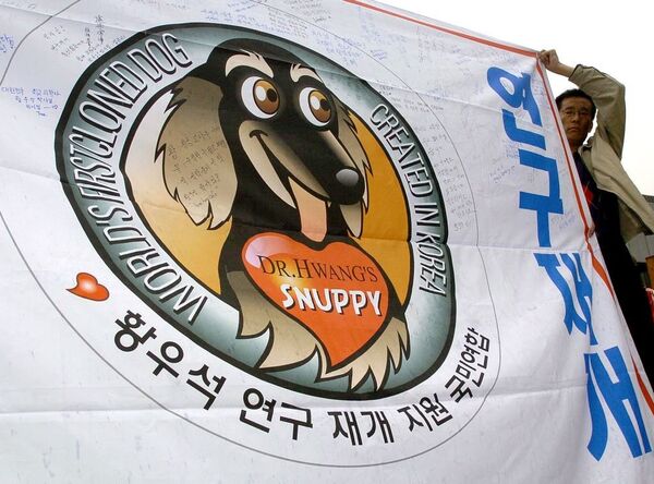 阿富汗獵犬幼崽 - 俄羅斯衛星通訊社