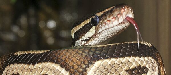 莫斯科谢列梅捷沃机场没收乘客手提行李里20条蛇 - 俄罗斯卫星通讯社