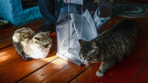 动物保护者们打算在俄罗斯建第一座猫咪收容所 - 俄罗斯卫星通讯社