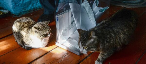动物保护者们打算在俄罗斯建第一座猫咪收容所 - 俄罗斯卫星通讯社
