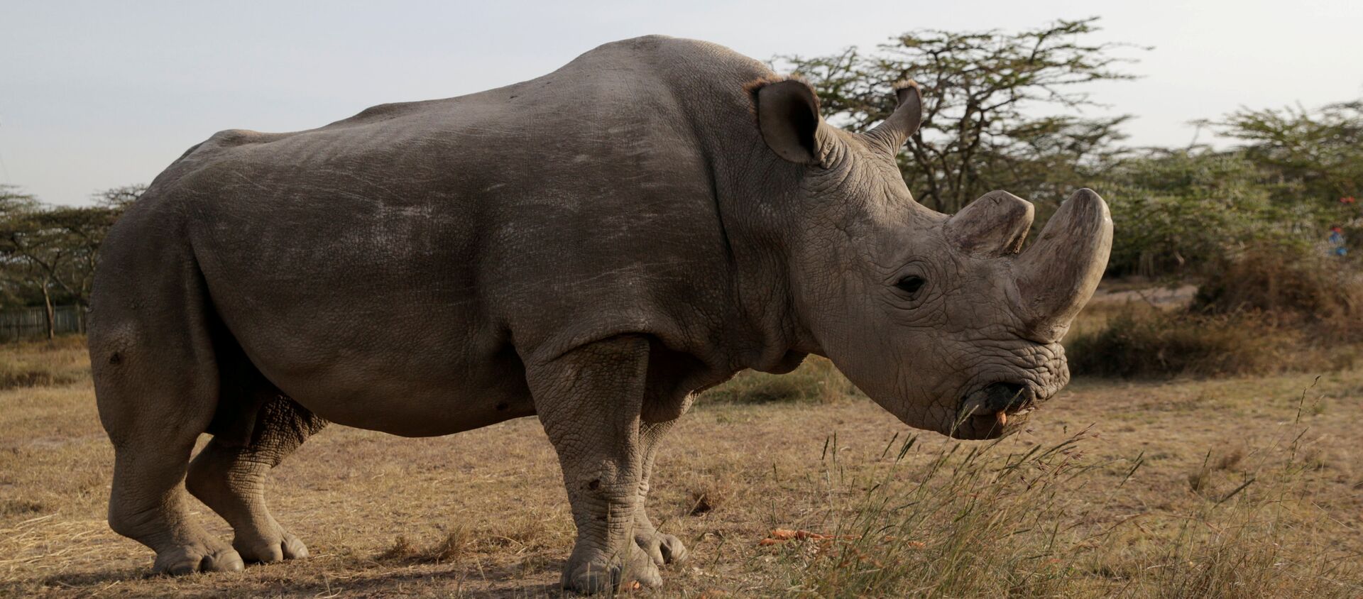 The last surviving male northern white rhino named 'Sudan' is seen at the Ol Pejeta Conservancy in Laikipia - 俄罗斯卫星通讯社, 1920, 10.09.2021