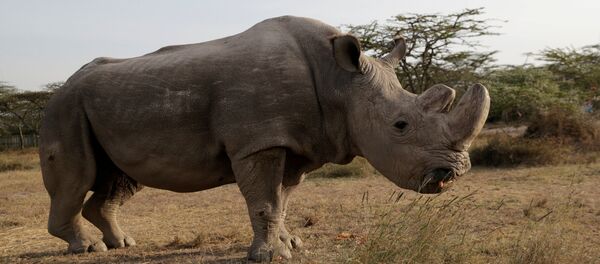 The last surviving male northern white rhino named 'Sudan' is seen at the Ol Pejeta Conservancy in Laikipia - 俄羅斯衛星通訊社