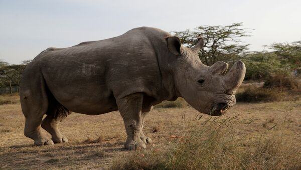 The last surviving male northern white rhino named 'Sudan' is seen at the Ol Pejeta Conservancy in Laikipia - 俄羅斯衛星通訊社