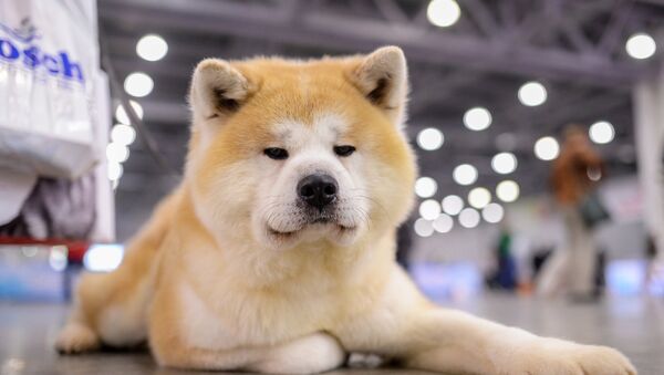 贈給俄奧運冠軍的秋田犬的同胞兄弟將在日本工作   - 俄羅斯衛星通訊社