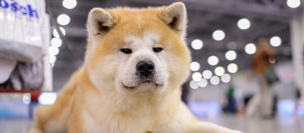 科学家警告：狗会成为新型流感病原体 - 俄罗斯卫星通讯社