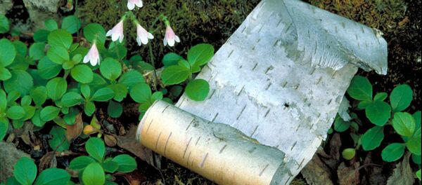 俄大学研究人员发现桦树皮含有抗癌物质 - 俄罗斯卫星通讯社