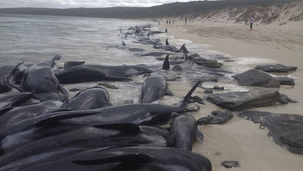 150頭黑海豚在澳大利亞海岸擱淺 - 俄羅斯衛星通訊社