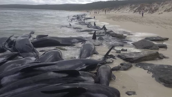Supplied image of more than 150 short-finned pilot whales who became beached at Hamelin Bay, in Western Australia's south - 俄羅斯衛星通訊社