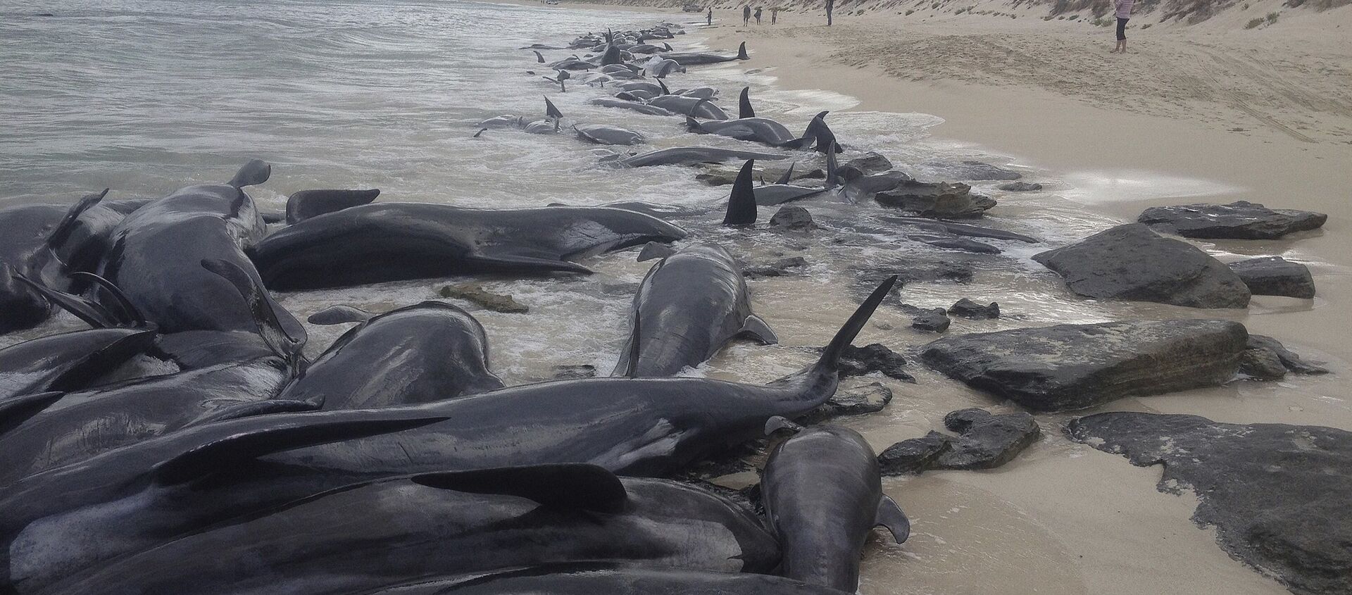 Supplied image of more than 150 short-finned pilot whales who became beached at Hamelin Bay, in Western Australia's south - 俄罗斯卫星通讯社, 1920, 20.08.2021