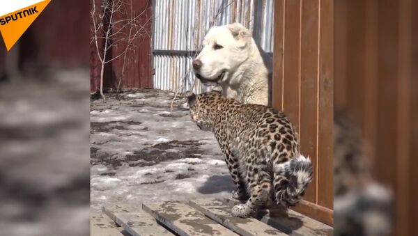 俄遠東牧羊犬收養小豹子米拉什 - 俄羅斯衛星通訊社