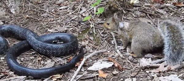 实拍松鼠大战游蛇 实拍松鼠大战游蛇 - 俄罗斯卫星通讯社