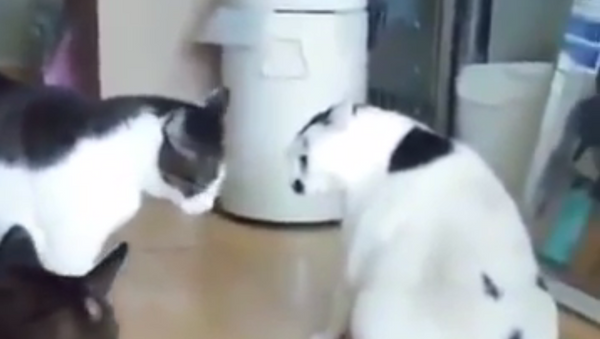 Оригинально остановивший драку толстый кот попал на видео - 俄羅斯衛星通訊社