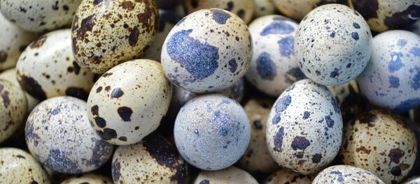 Яйца перепелки  - 俄罗斯卫星通讯社