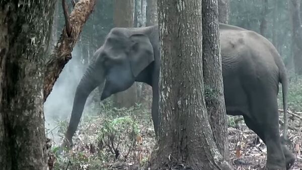 “Smoke-Breathing” Elephant Stumps Scientists - 俄罗斯卫星通讯社