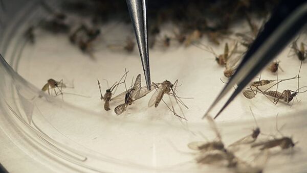 科学家发现抗寄生虫药物可杀蚊 - 俄罗斯卫星通讯社