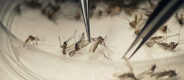 科學家發現抗寄生蟲藥物可殺蚊 - 俄羅斯衛星通訊社