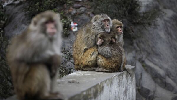 印度警方寻找偷窃婴儿并致其死亡的猴子 - 俄罗斯卫星通讯社