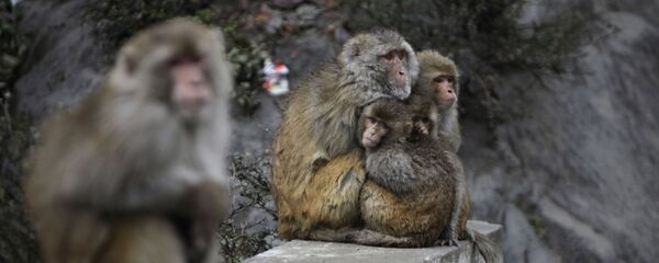 印度警方尋找偷竊嬰兒並致其死亡的猴子 - 俄羅斯衛星通訊社