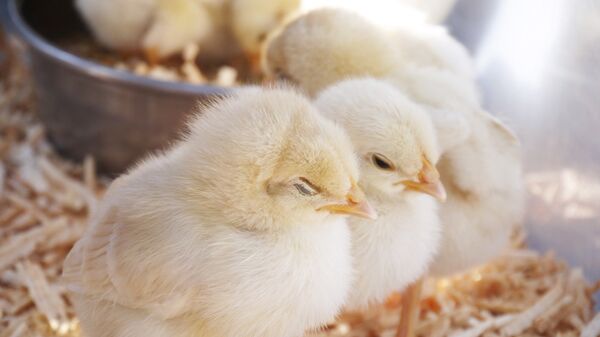 受禽流感影响日本福岛县将屠宰超过10万只鸡