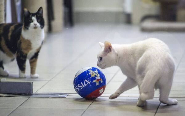 先知貓將預測2018世界杯賽結果 - 俄羅斯衛星通訊社