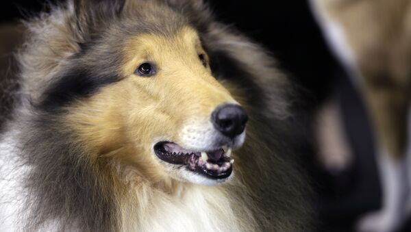  俄羅斯訓犬師評出五個最容易馴化的犬種 - 俄羅斯衛星通訊社