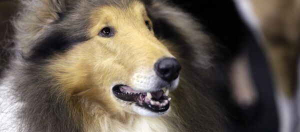  俄羅斯訓犬師評出五個最容易馴化的犬種 - 俄羅斯衛星通訊社