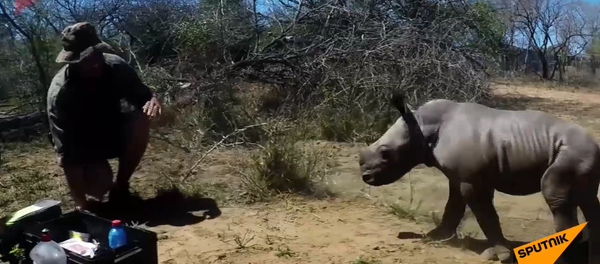 犀牛保护母亲 犀牛保护母亲 - 俄罗斯卫星通讯社