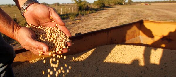 A local producer of soybeans shows the camera a handful of freshly harvested soybeans - 俄罗斯卫星通讯社