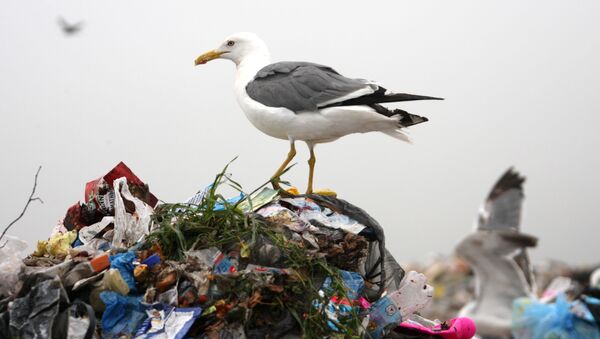 Чайка на горе мусора на полигоне по утилизации твердых бытовых отходов под Екатеринбургом - 俄羅斯衛星通訊社