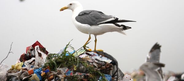 Чайка на горе мусора на полигоне по утилизации твердых бытовых отходов под Екатеринбургом - 俄罗斯卫星通讯社