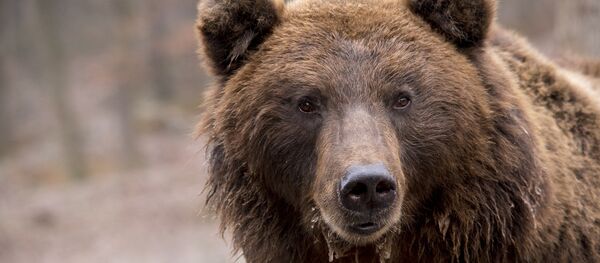 一頭熊為從拉托維亞進入俄羅斯境內而壞拉了兩國之間的邊界護欄 - 俄羅斯衛星通訊社