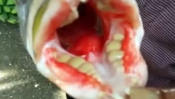 印尼有人抓到一只满口人牙的鱼（视频） - 俄罗斯卫星通讯社