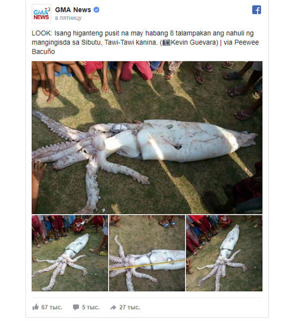 菲律宾渔民捕获巨大鱿鱼 比人还长 - 俄罗斯卫星通讯社