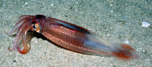 鱿鱼 - 俄罗斯卫星通讯社