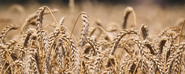 俄农业部长：俄2018年粮食产量超过一亿吨 - 俄罗斯卫星通讯社