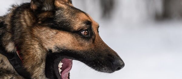 科学家揭示癌症传染原因 - 俄罗斯卫星通讯社