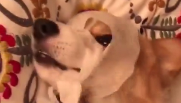 视频：主人给柯基做了个面膜, 狗: 我也要有个精致的脸庞! - 俄罗斯卫星通讯社