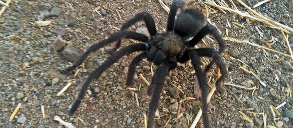 美国一餐馆菜单上新增狼蛛汉堡 美国一餐馆菜单上新增狼蛛汉堡 - 俄罗斯卫星通讯社