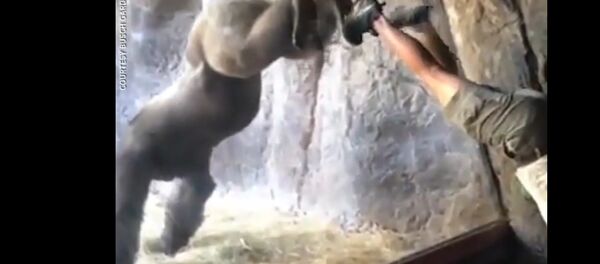 “天才”大猩猩模仿人类倒立惊到饲养员：万万没想到这它都会！ - 俄罗斯卫星通讯社