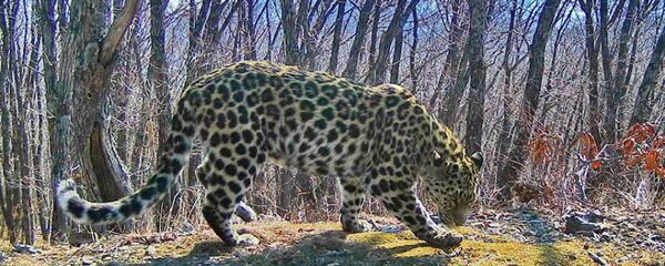俄官员：设立俄中跨境保护区将增加中国境内豹子数量 - 俄罗斯卫星通讯社
