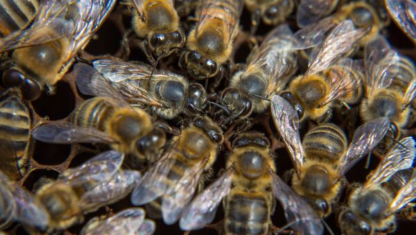 Пчелы на пасеке - 俄罗斯卫星通讯社