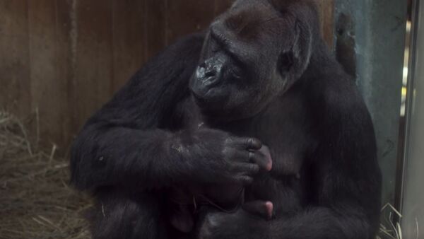 一只罕见的大猩猩和她新生的幼崽出现在网上 - 俄罗斯卫星通讯社